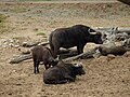 African Buffalo