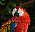 Scarlet Macaw